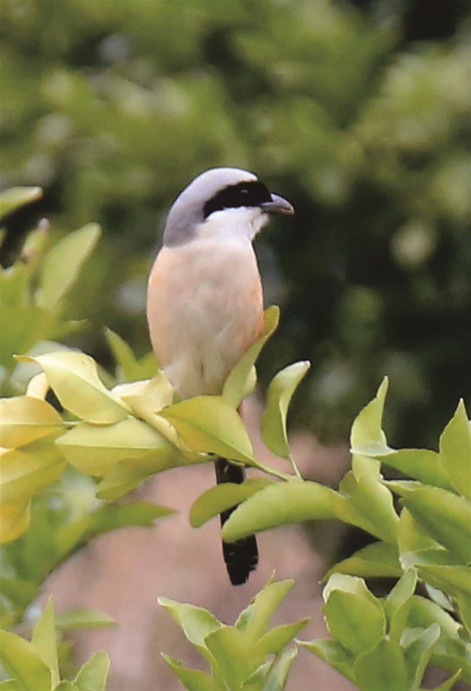 Secrets of tiny birds killing big prey