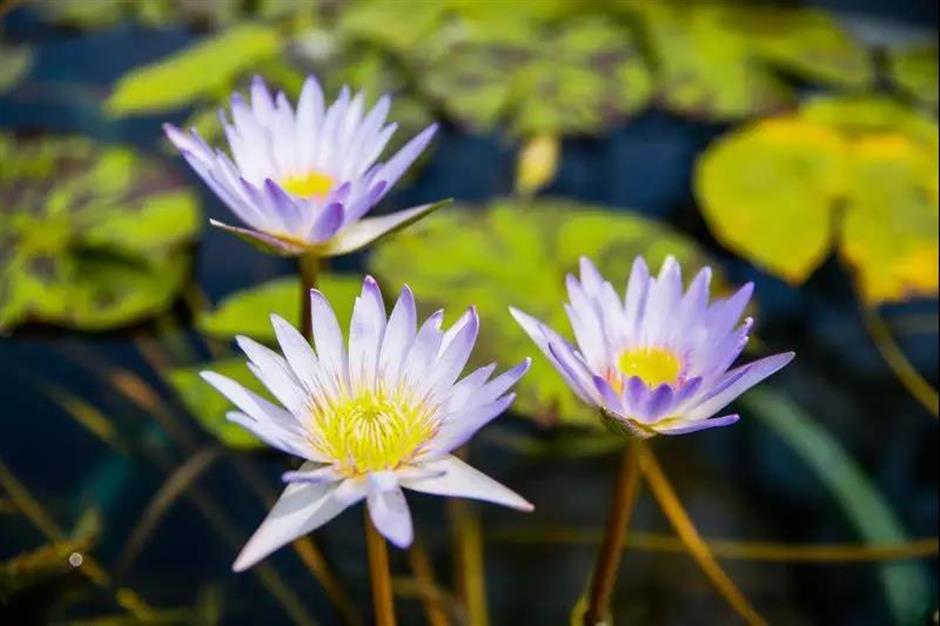 Water Lily Show