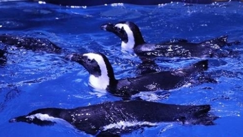 Chinese scientists trace how young penguins died off throughout history