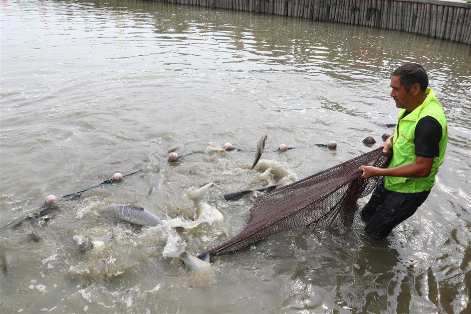 Luojing farmers celebrate crab, fish harvest