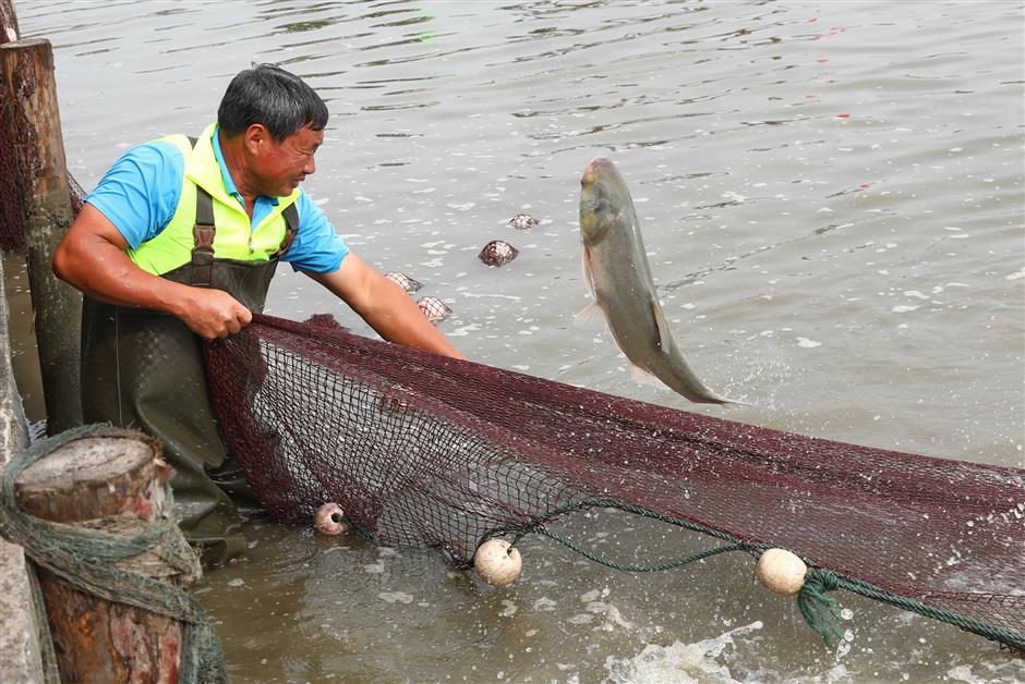 Luojing farmers celebrate crab, fish harvest