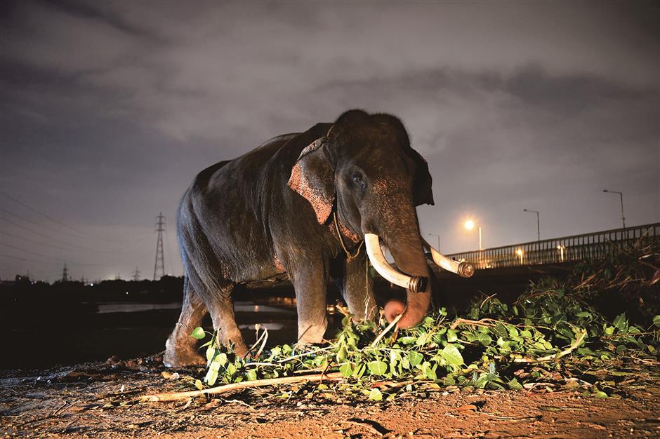 Last 6 elephants in smoggy Indian capital await relocation