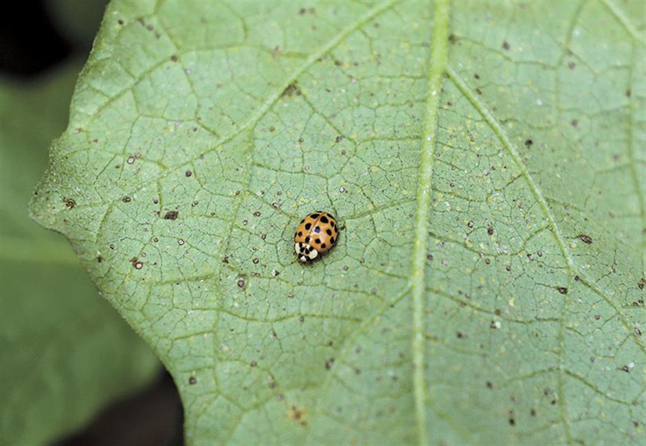 Worm has turned on pesticides, chemicals