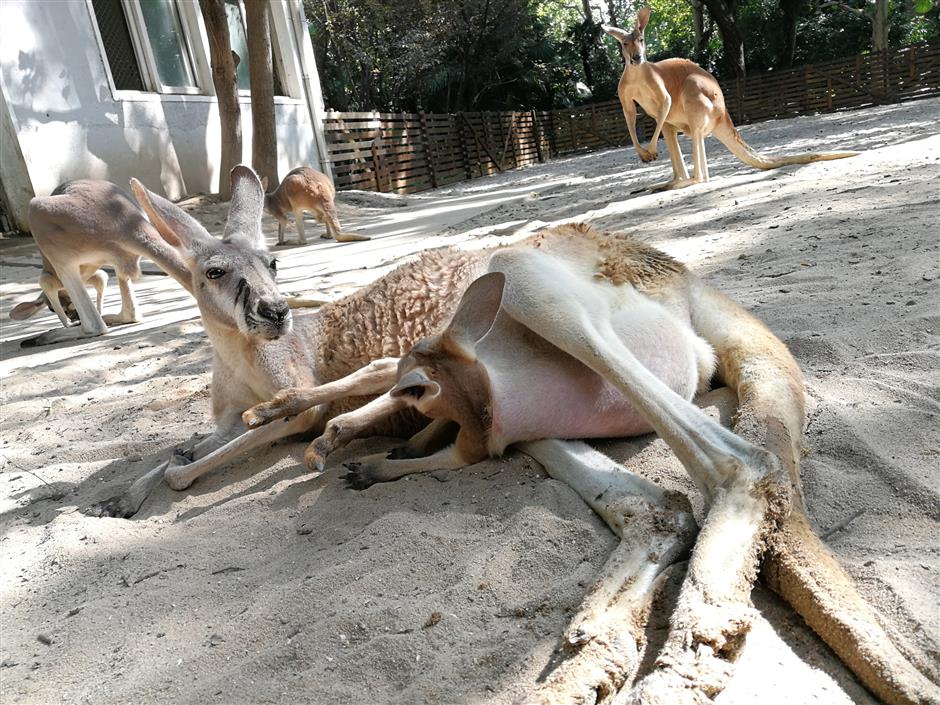 Look how they've grown! Zoo's baby keepers tell their tales