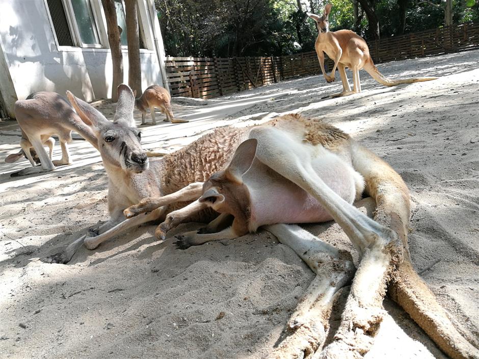 Look how they've grown! Zoo's baby keepers tell their tales