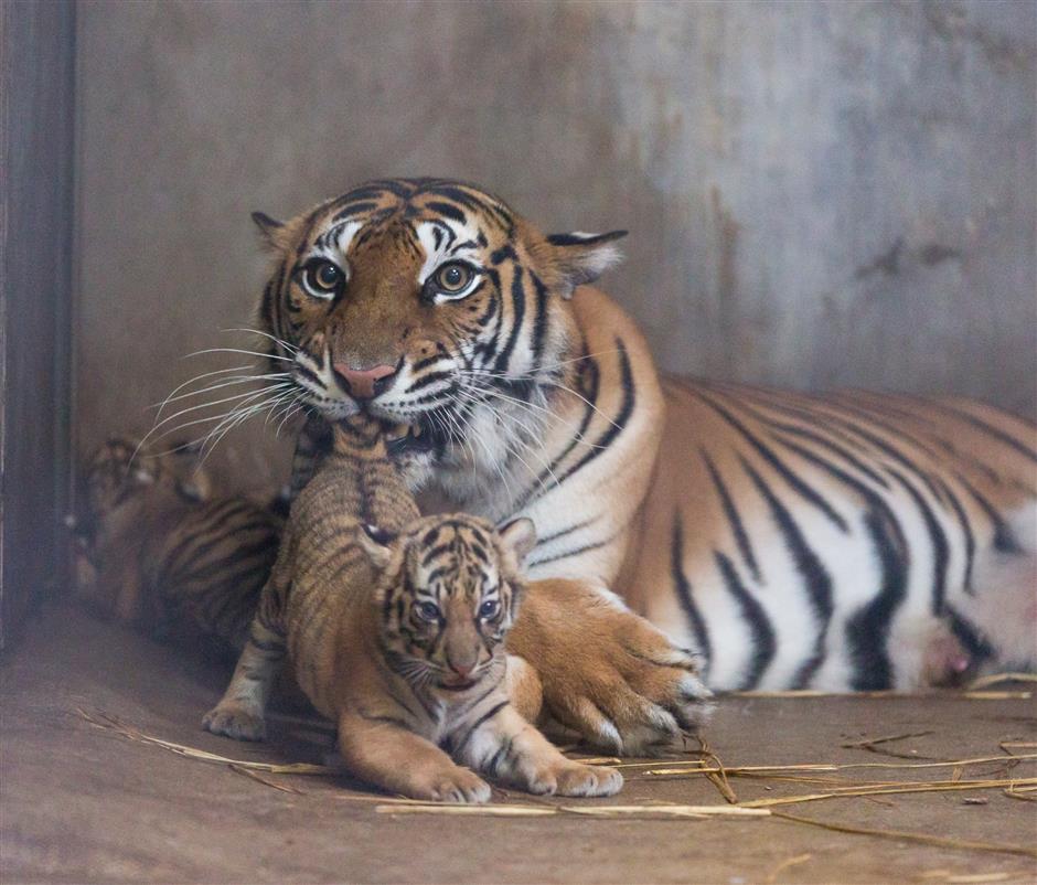 Look how they've grown! Zoo's baby keepers tell their tales