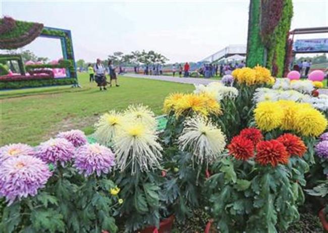 Chrysanthemum Show