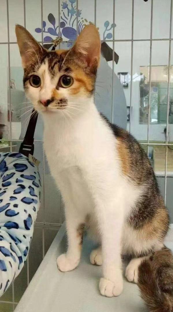 Mei Di Ni the Cat