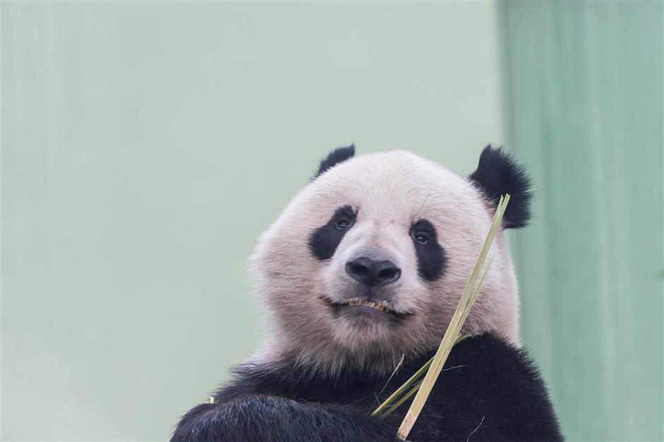 Zoo's fond farewell to grown-up bossy boy