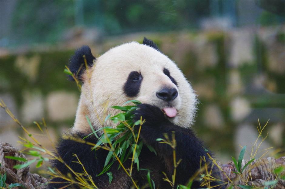 Zoo's fond farewell to grown-up bossy boy