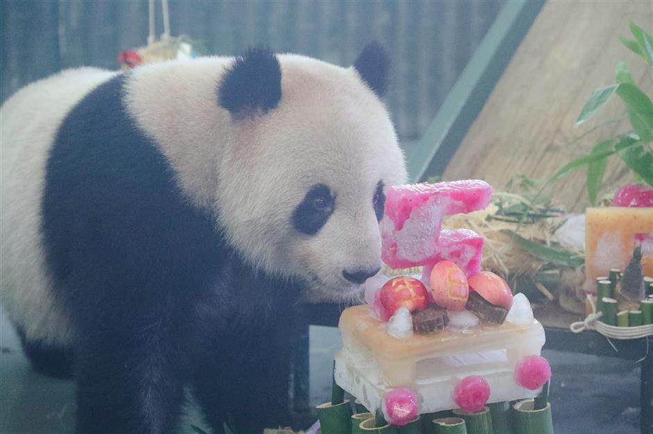 Zoo's fond farewell to grown-up bossy boy