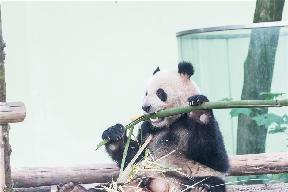 Zoo's fond farewell to grown-up bossy boy