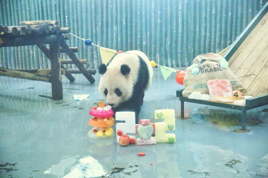 Zoo's fond farewell to grown-up bossy boy