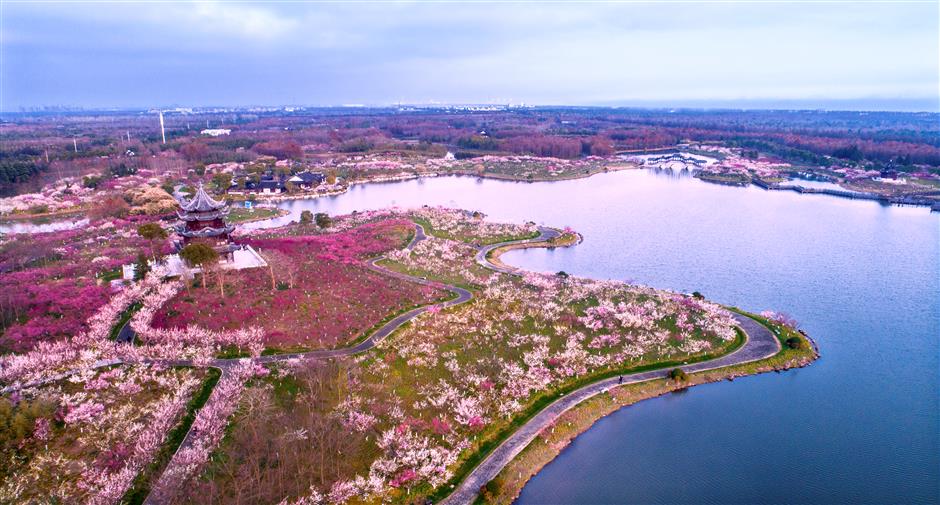 Plum blossom to greet locals during Spring Festival