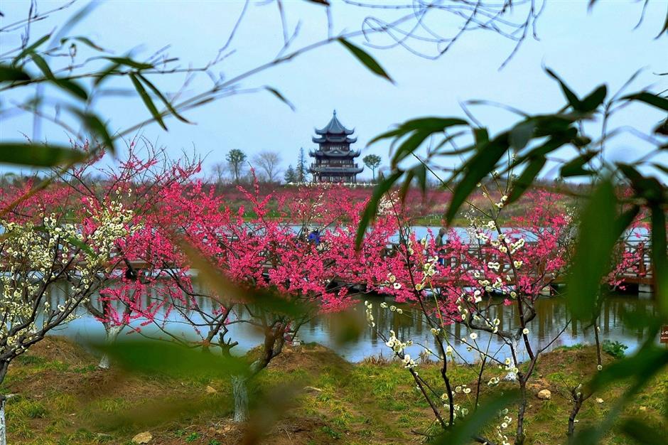 Plum blossom to greet locals during Spring Festival