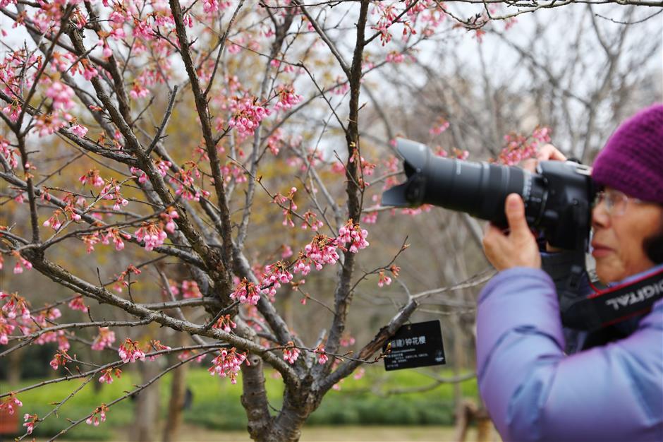 Mild weather sees first cherry blossoms blooming early