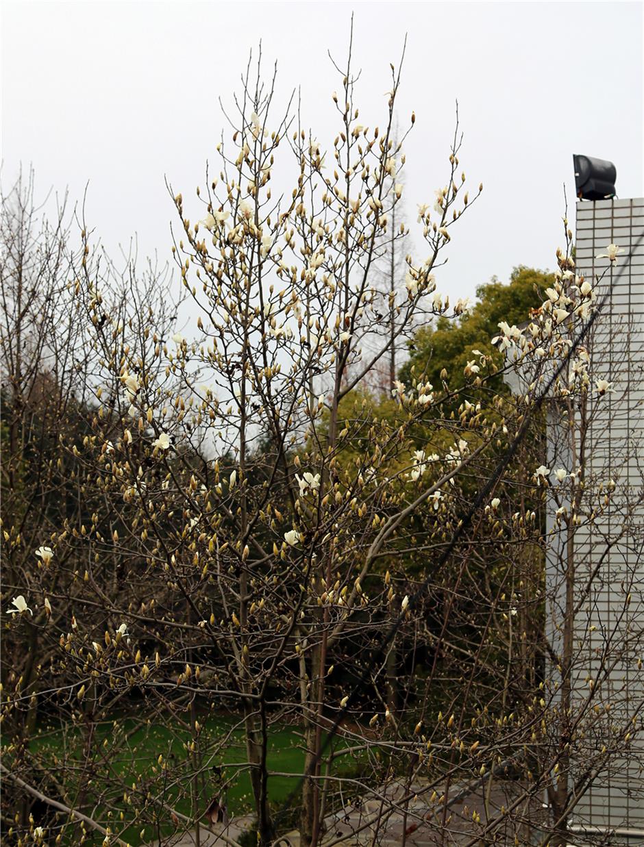 City flower blooms early due to warmer winter