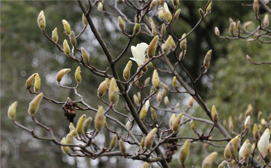 City flower blooms early due to warmer winter