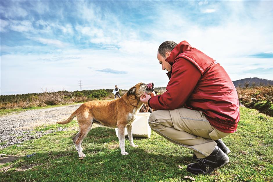 Learning to coexist with Istanbul's strays