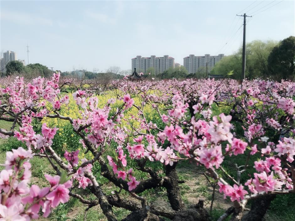 Peach blossom festival begins this weekend