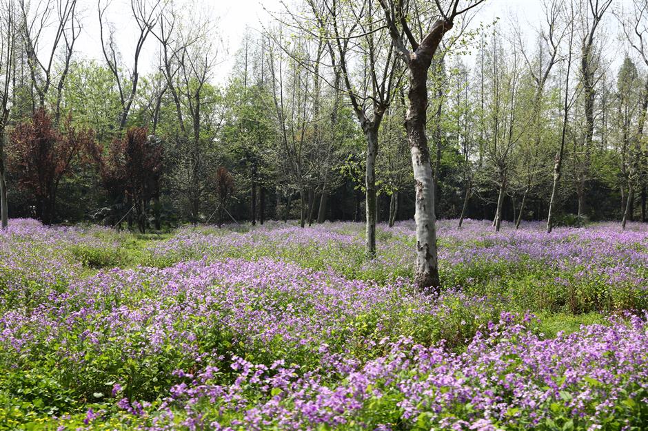 Where to see colorful spring blossoms