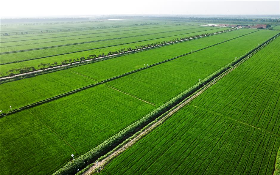 Chongming's land is ready for investment from all over the world