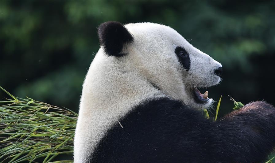 Giant pandas return to China after years in US