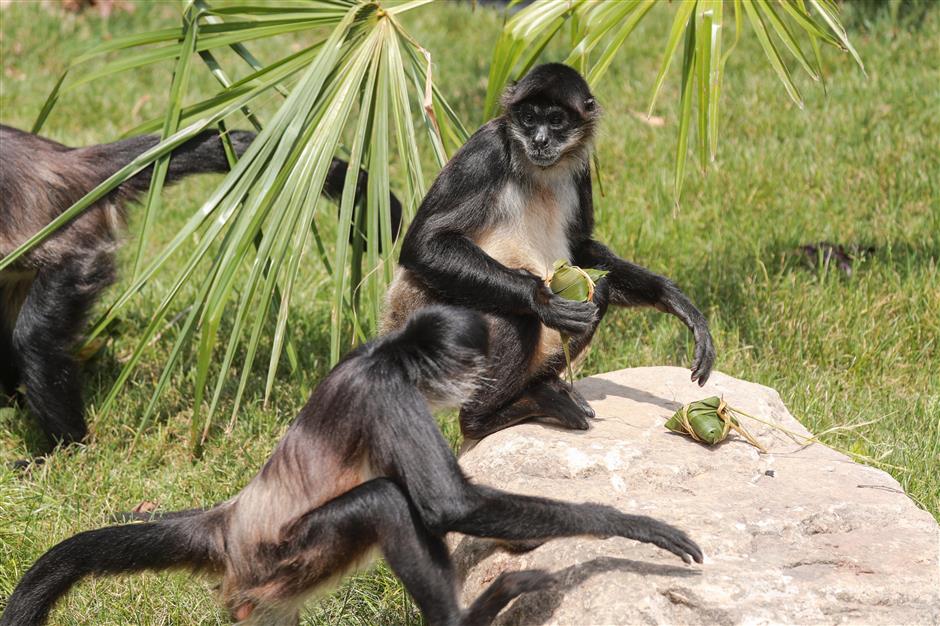 Zoo treats animals to festival dumplings