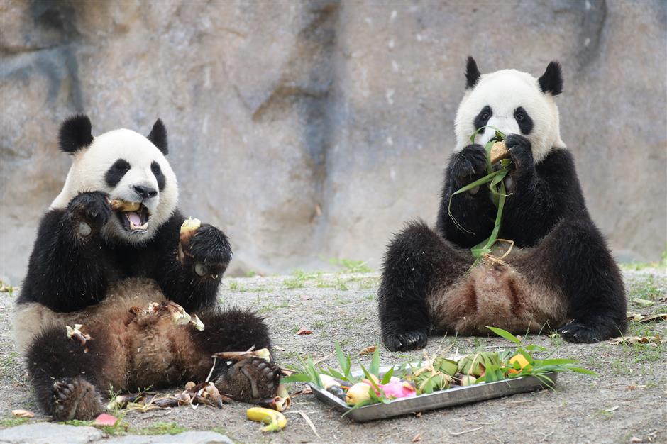 Zoo treats animals to festival dumplings