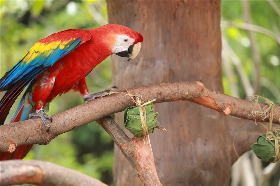 Zoo treats animals to festival dumplings