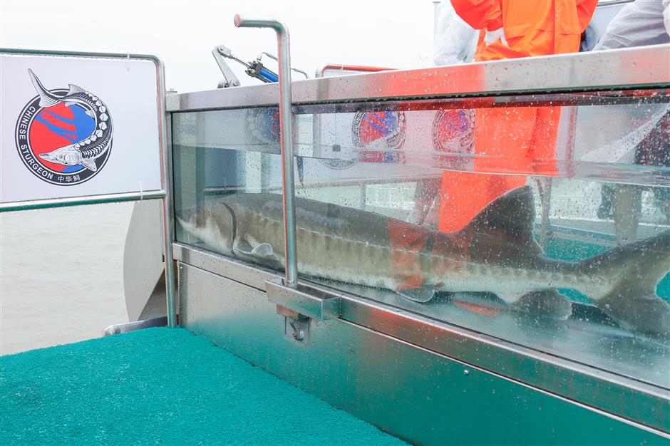 Largest-scale fish release