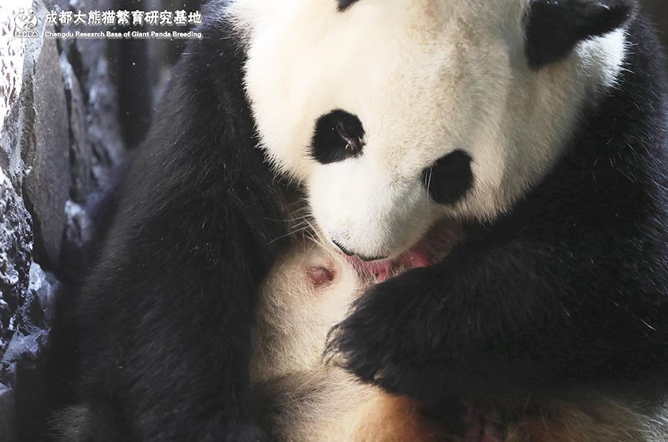 First captive panda cub of the year born in China