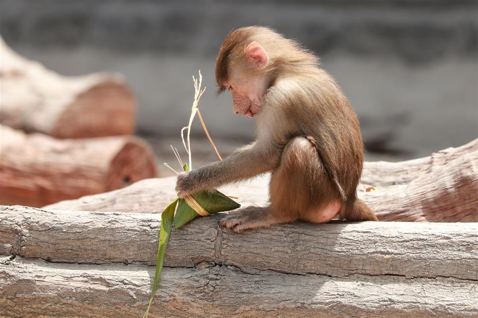 Zoo treats animals to festival dumplings