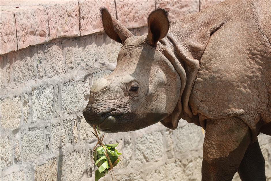 Zoo treats animals to festival dumplings