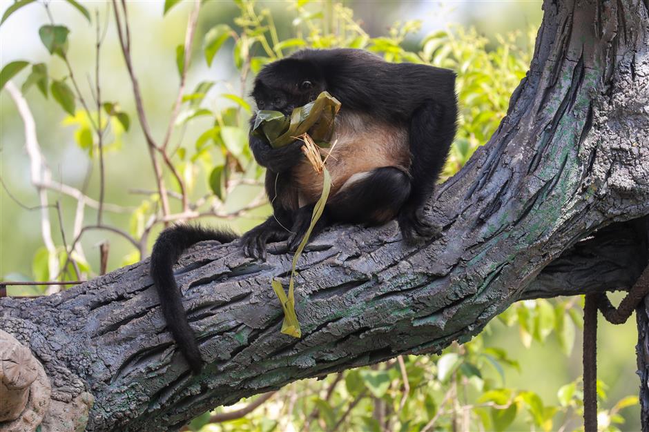 Zoo treats animals to festival dumplings