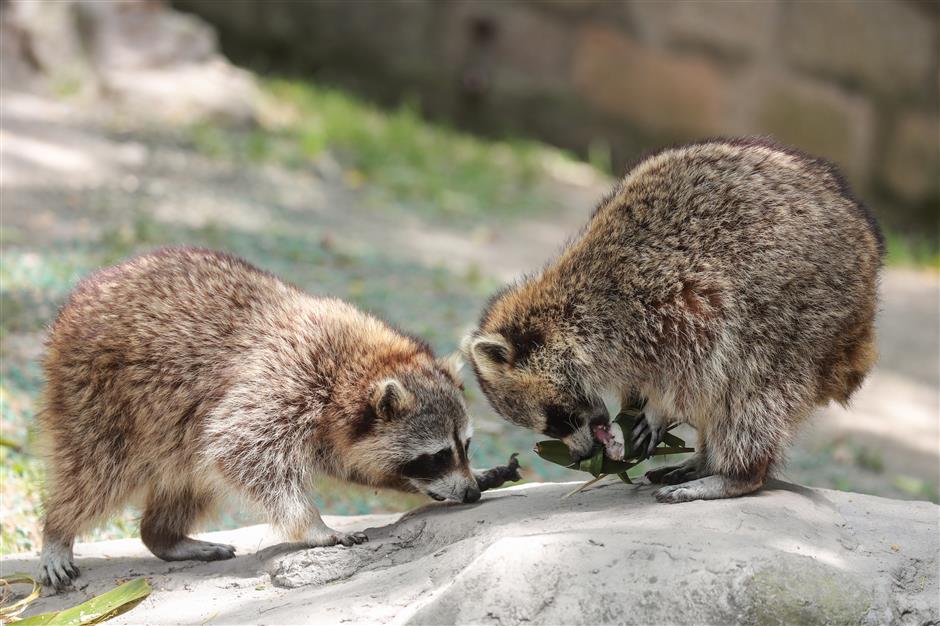 Zoo treats animals to festival dumplings