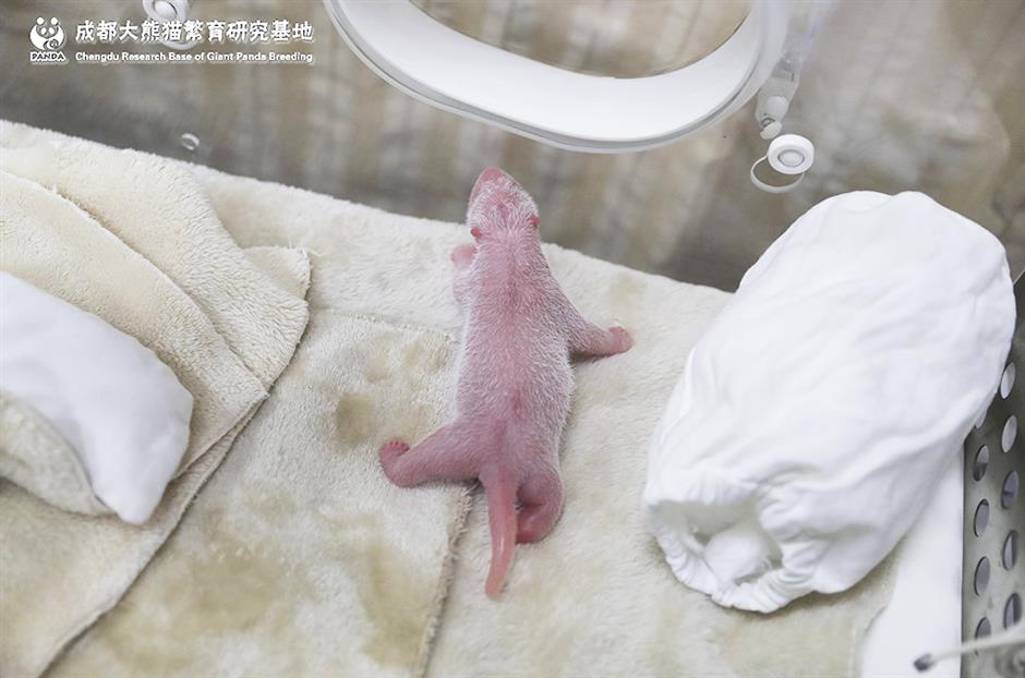 First captive panda cub of the year born in China