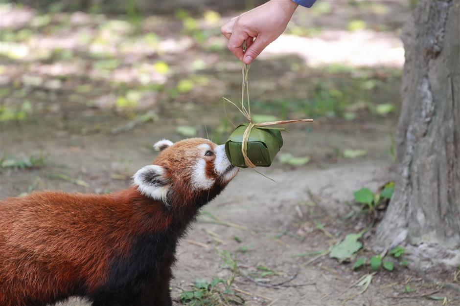 Zoo treats animals to festival dumplings