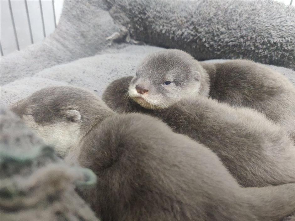 Triplet otters meet public