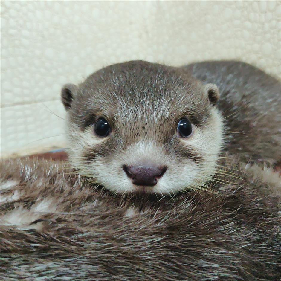 Triplet otters meet public