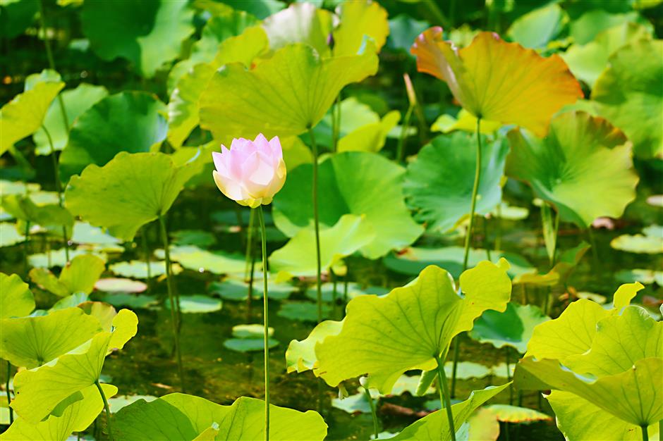 Blooming time: Lotuses flower early at Guyi Garden