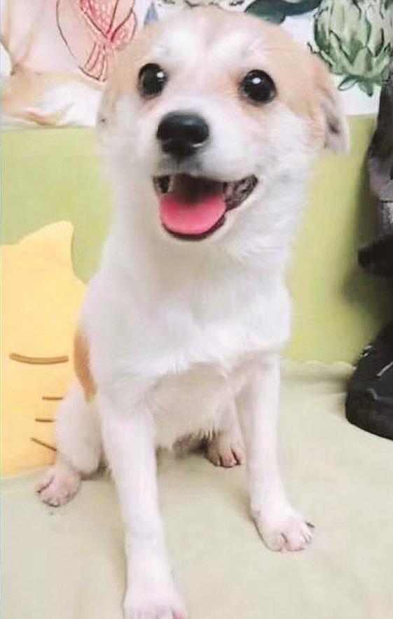 Cai Cai the Dog
