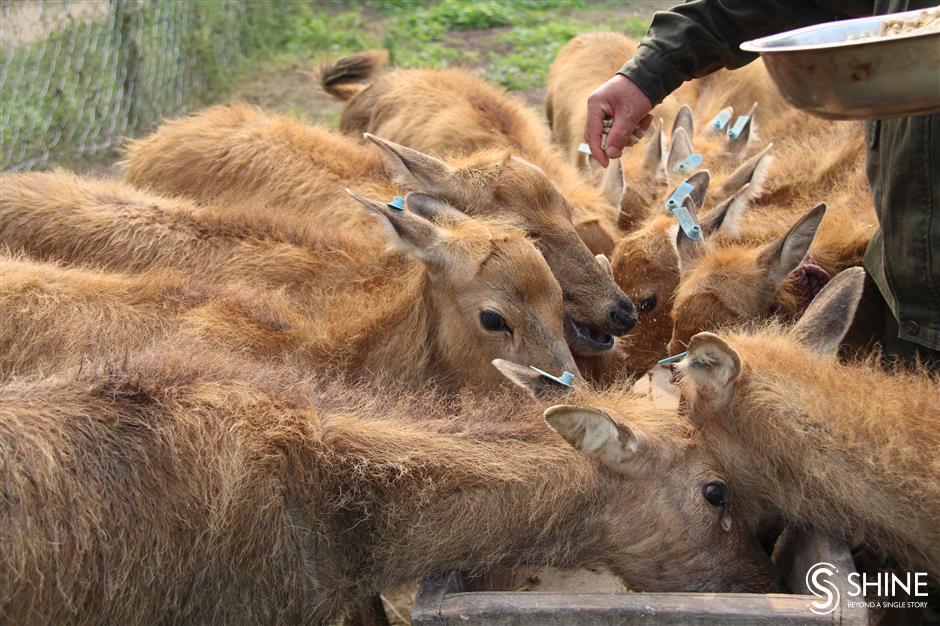 Elk reserve ranger to bid sad farewell to his animal family