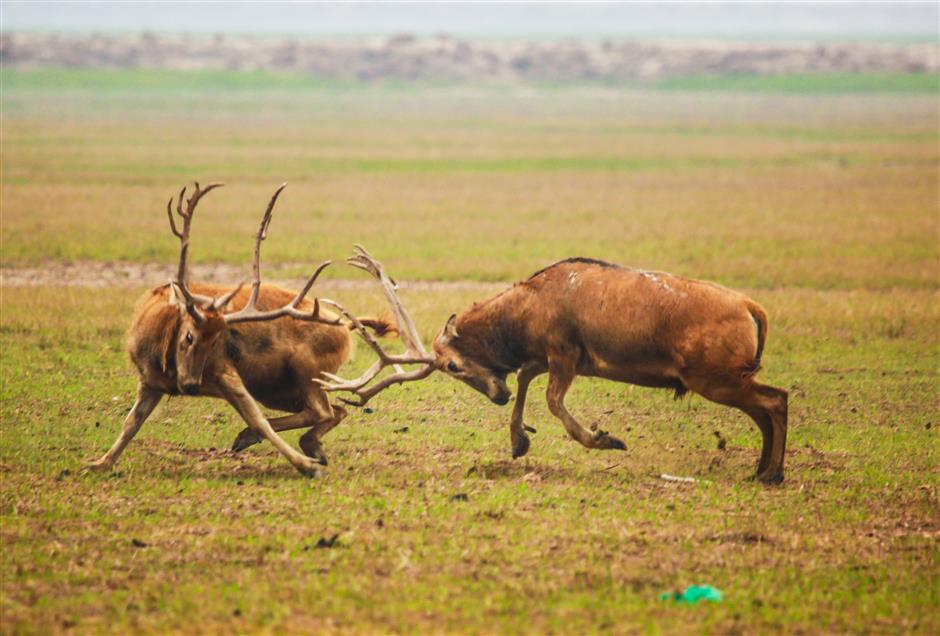 Elk reserve ranger to bid sad farewell to his animal family