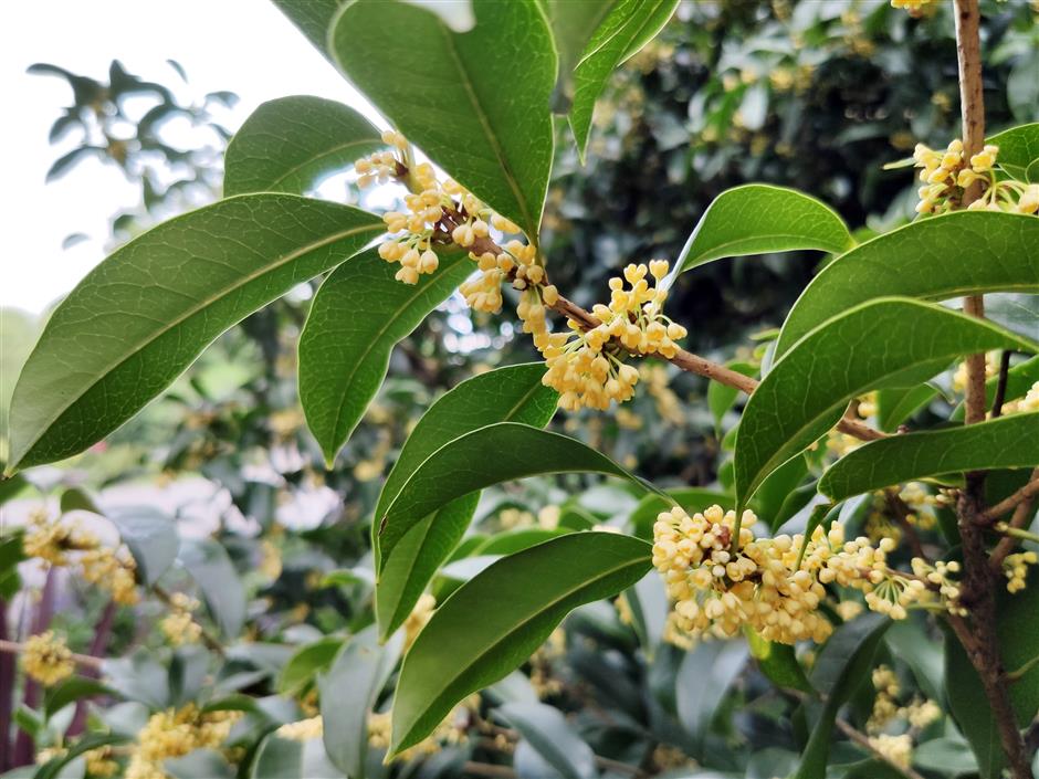 Osmanthus blooms as temperature drops