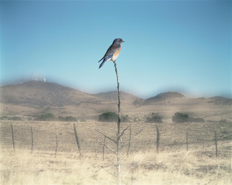 Fleeting moment of birds' presence captured in photographs