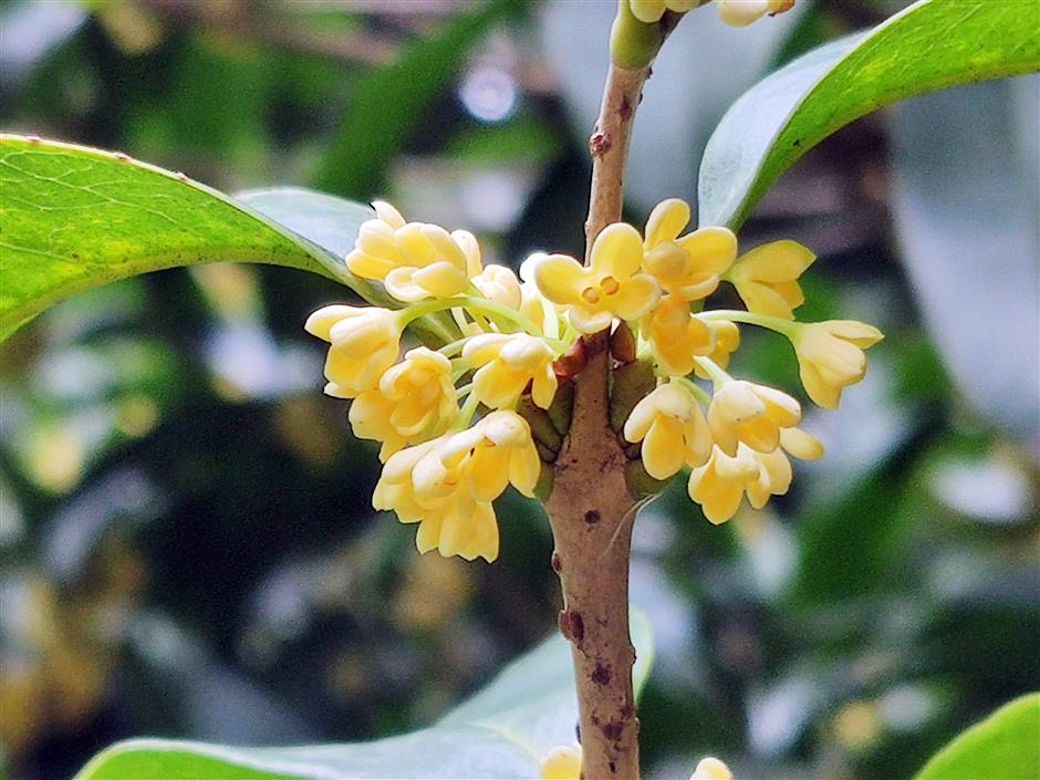 Osmanthus blooms as temperature drops