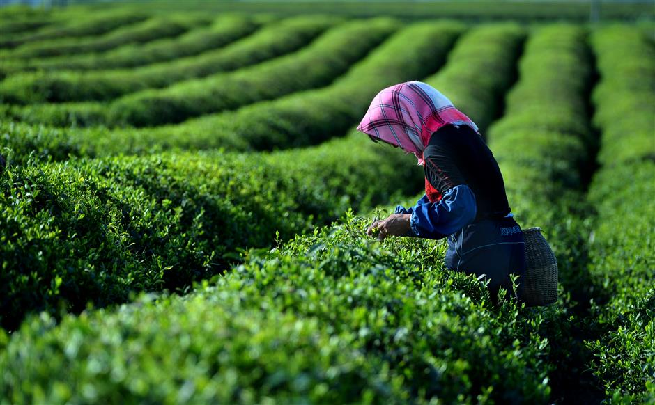 Zen tea culture comes to Qingpu SHINE News