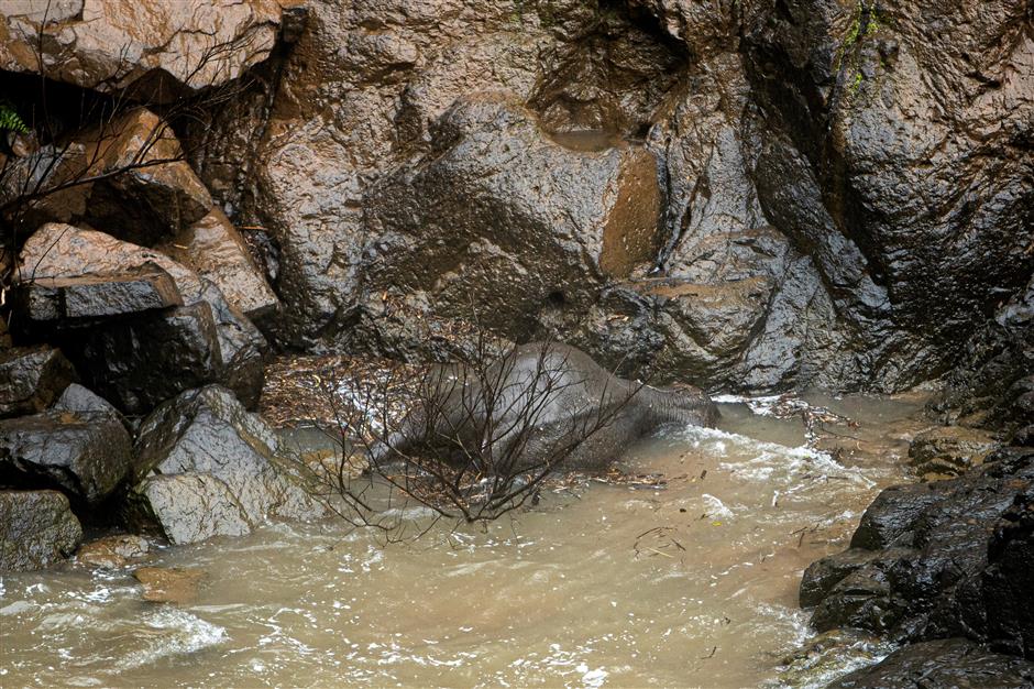 6 wild elephants trip down waterfall, get killed in Thailand