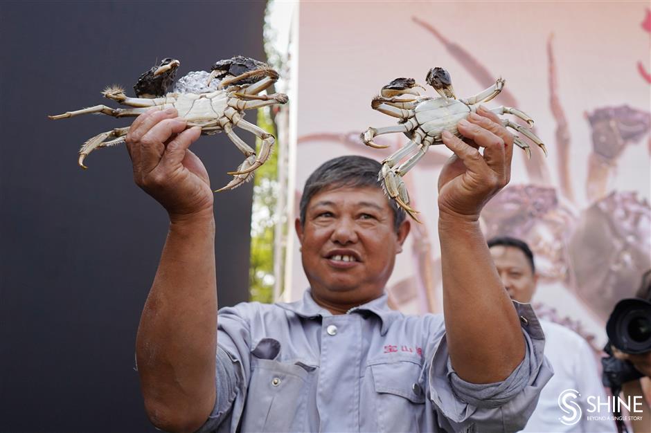 Yangtze hairy crab scuttle to market